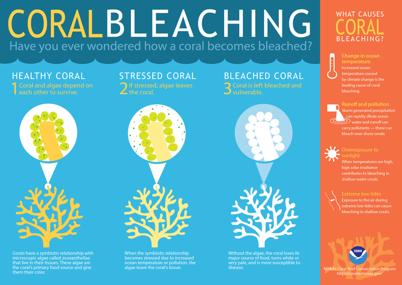 Illustration for article titled A Massive Bleaching Event is Threatening the World’s Coral Reefs